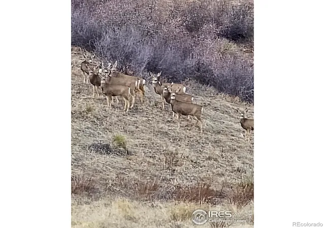 Photo 4 of Land for sale at 0 Beverly Dr, Berthoud, CO 80513 | MLS# IR1025646 | Listing updated on 2026-09-17