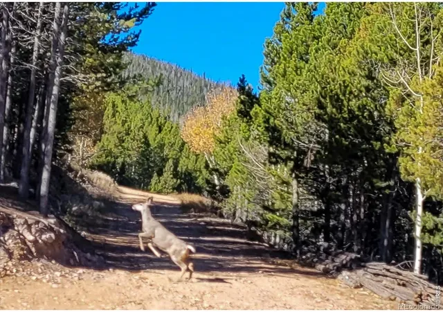 Photo 3 of Land for sale at 3200 Ottawa Way, Red Feather Lakes, CO 80545 | MLS# IR1058955 | Listing updated on 2026-09-17