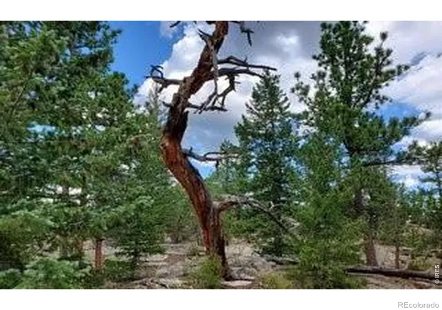 Photo 4 of Land for sale at 3031 Lake Arapahoe Ct, Red Feather Lakes, CO 80545 | MLS# IR1061441 | Listing updated on 2026-09-17