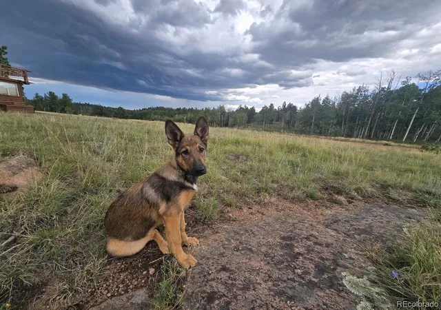 Photo 1 of Land for sale at 531 Aspen Way Dr, Florissant, CO 80816 | MLS# 8025571 | Listing updated on 2026-09-09