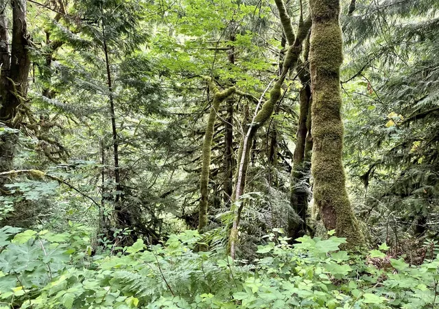 Photo 3 of Land for sale at 0 196th Avenue E, Orting, WA 98360 | MLS# NWM2131118 | Listing updated on 2026-09-17