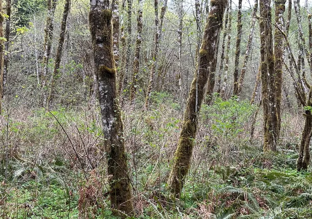 Photo 4 of Land for sale at 0 Lot 3 Abernathy Crk Rd, Longview, WA 98632 | MLS# NWM2225873 | Listing updated on 2026-09-17