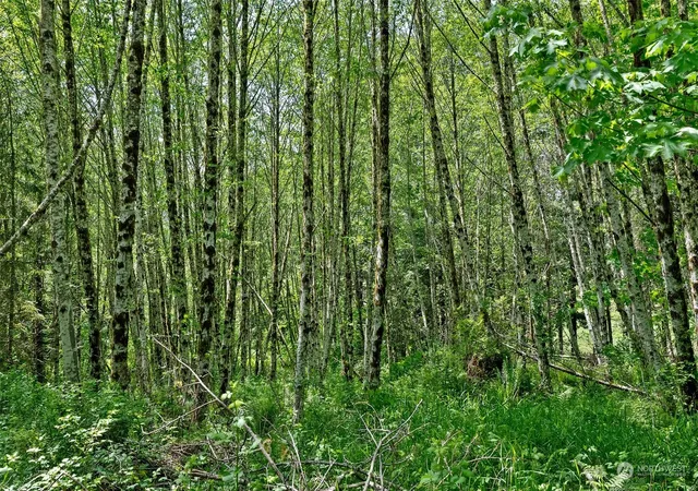 Photo 3 of Land for sale at 162 Owl Crk Ln, Morton, WA 98356 | MLS# NWM2245991 | Listing updated on 2026-09-17