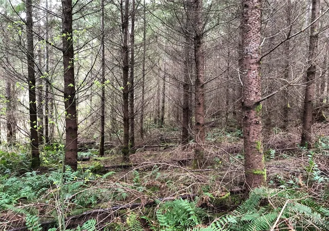 Photo 3 of Land for sale at 217 Xx Thompson Crk Rd, Tenino, WA 98589 | MLS# NWM2269470 | Listing updated on 2026-09-17