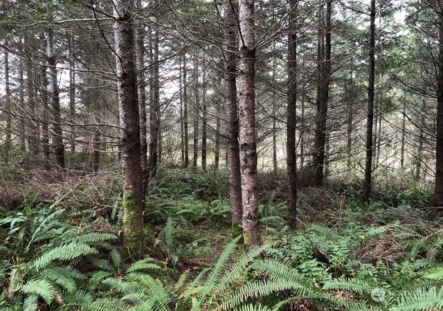 Photo 4 of Land for sale at 217 Xx Thompson Crk Rd, Tenino, WA 98589 | MLS# NWM2269470 | Listing updated on 2026-09-17