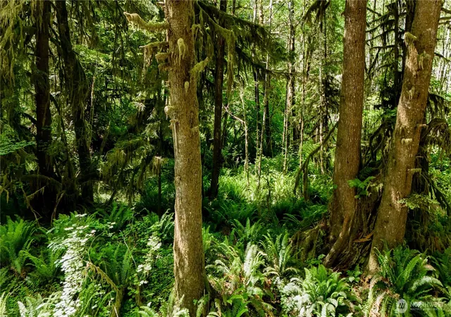 Land for sale at 99994 Dowans Crk Rd, Forks, WA 98331 | MLS# NWM2302331