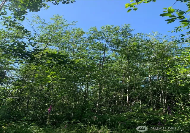 Photo 4 of Land for sale at 2 Tract Parpala Rd, Naselle, WA 98638 | MLS# NWM2357199 | Listing updated on 2026-09-17