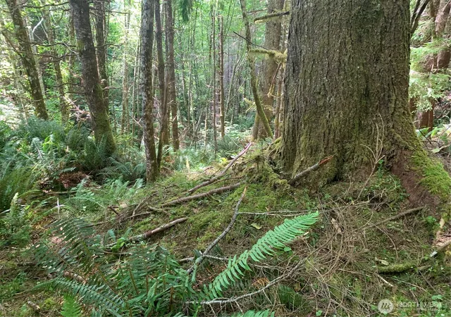 Photo 4 of Land for sale at 3 Tract Parpala Rd, Naselle, WA 98638 | MLS# NWM2357203 | Listing updated on 2026-09-17