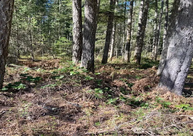 Photo 2 of Land for sale at 131 N Rainbow Way, Hoodsport, WA 98548 | MLS# NWM2360700 | Listing updated on 2026-09-17