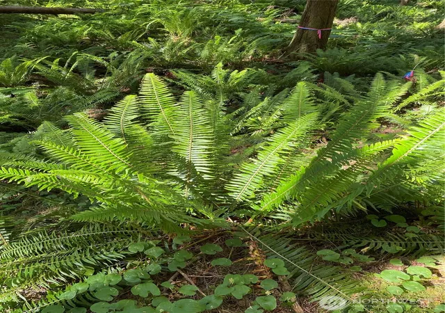 Photo 2 of Land for sale at 0 S Xxxxx Shore Dr, Mount Vernon, WA 98274 | MLS# NWM2375031 | Listing updated on 2026-09-17