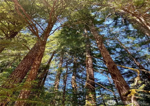 Photo 3 of Land for sale at 0 E Xxx Balmoral Way, Shelton, WA 98584 | MLS# NWM2401176 | Listing updated on 2026-09-17