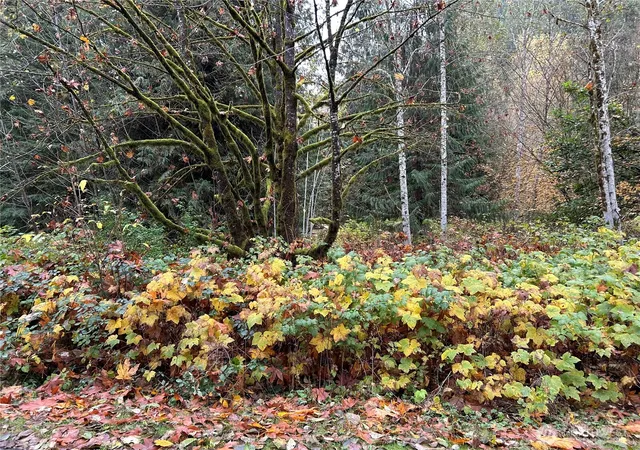 Photo 2 of Land for sale at 54165 Steelhead Landing Rd, Concrete, WA 98237 | MLS# NWM2452377 | Listing updated on 2026-09-17