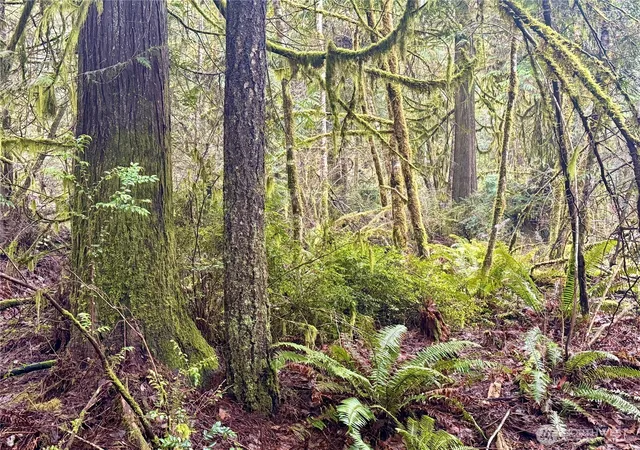 Photo 3 of Land for sale at 705 E Colonel Wright Rd, Shelton, WA 98584 | MLS# NWM2478142 | Listing updated on 2026-09-17