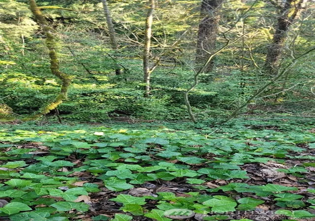 Photo 2 of Land for sale at 1317 Wildwood Blvd Sw, Issaquah, WA 98027 | MLS# NWM2496927 | Listing updated on 2026-09-17