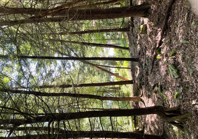Photo 3 of Land for sale at Lot 92 Mathias Weiden Dr, Narrowsburg, NY 12764 | MLS# 000047 | Listing updated on 2026-09-18