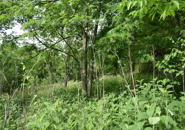 Photo 3 of Land for sale at 0 Brooks Bnd Ln, Gainesboro, TN 38562 | MLS# 3215234 | Listing updated on 2026-09-17