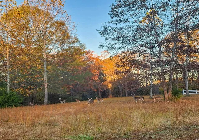 Photo 4 of Single family home for sale at 700 Old Johnson Lake Rd, Loretto, TN 38469 | MLS# 3544748 | Listing updated on 2026-09-28