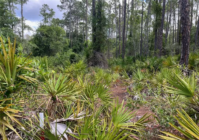 Photo 3 of Land for sale at 222 Marie Ave, Georgetown, FL 32139 | MLS# OK224081 | Listing updated on 2026-08-17