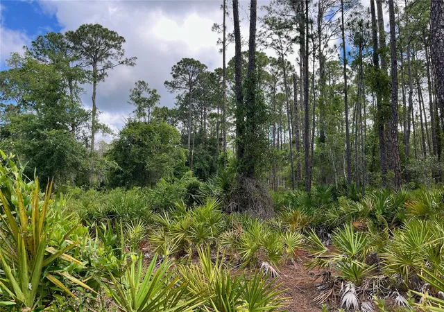 Photo 4 of Land for sale at 222 Marie Ave, Georgetown, FL 32139 | MLS# OK224081 | Listing updated on 2026-08-17