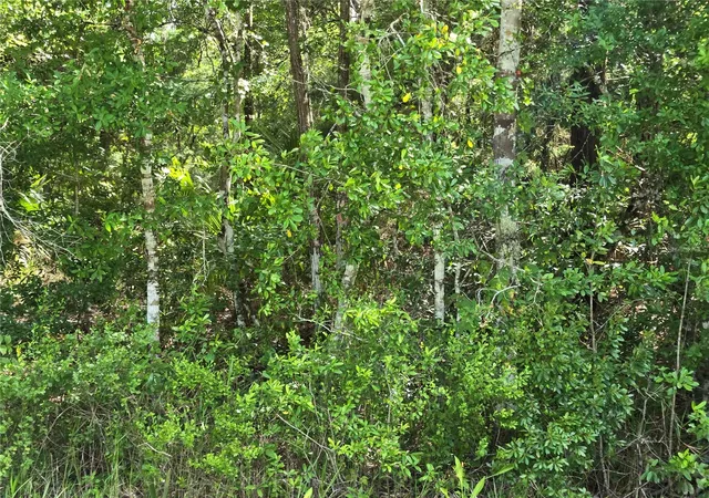 Photo 8 of Land for sale at 1925 Cr 13, Bunnell, FL 32110 | MLS# FC301725 | Listing updated on 2026-06-26