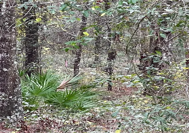 Photo 3 of Land for sale at 00 NE 108th Court, Bronson, FL 32621 | MLS# G5086673 | Listing updated on 2026-08-18
