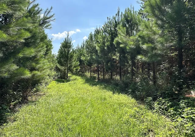 Photo 4 of Land for sale at Parcel NW B 160th Ave, Morriston, FL 32668 | MLS# OM685975 | Listing updated on 2026-09-18