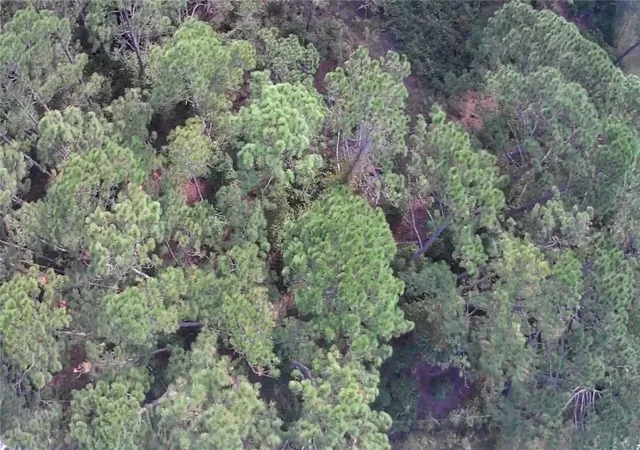 Photo 2 of Land for sale at 105 Pine Cone Dr, Georgetown, FL 32139 | MLS# FC304823 | Listing updated on 2026-03-25