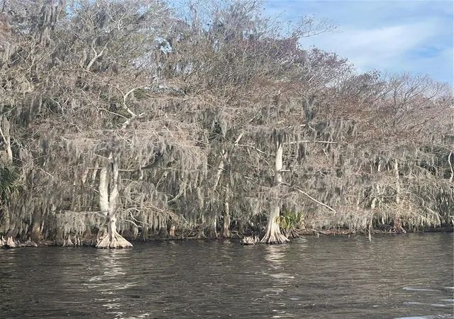 Photo 4 of Land for sale at 233 Stella Rd, Georgetown, FL 32139 | MLS# V4940404 | Listing updated on 2026-07-31