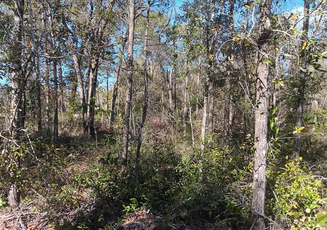 Photo 3 of Land for sale at 155 Palm Dr, Bronson, FL 32621 | MLS# OM696395 | Listing updated on 2026-03-29