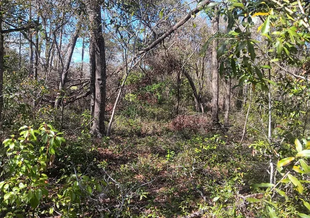 Photo 3 of Land for sale at 155 Palm Dr, Bronson, FL 32621 | MLS# OM696395 | Listing updated on 2026-03-29