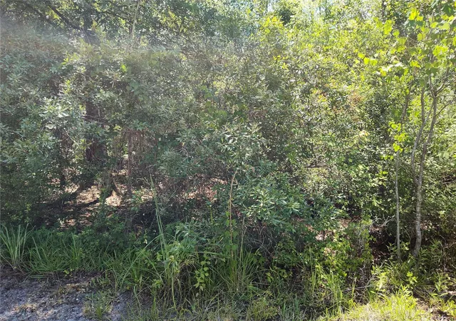 3rd image of 0000 Ne 66Th Ave, Citra, FL 32113 | MLS# OM699268