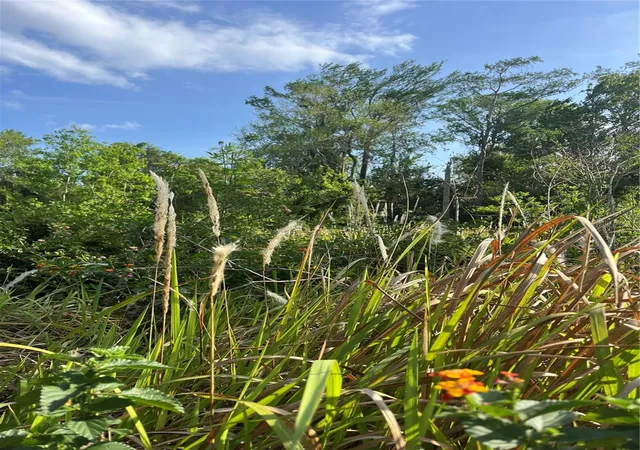 Photo 3 of Land for sale at Harvest Ln, Kissimmee, FL 34744 | MLS# O6306704 | Listing updated on 2026-09-04