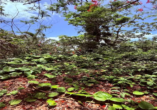 Photo 3 of Land for sale at Pr-715 Km 57 Int Cercadillo, Cayey, PR 00736 | MLS# PR9114736 | Listing updated on 2026-07-27