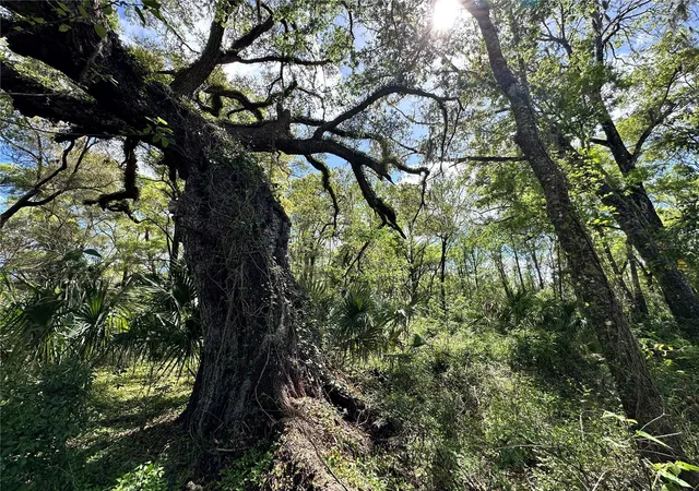 Photo 3 of Land for sale at Tbd SW 5th Lane, Ocala, FL 34481 | MLS# OM710211 | Listing updated on 2026-03-17