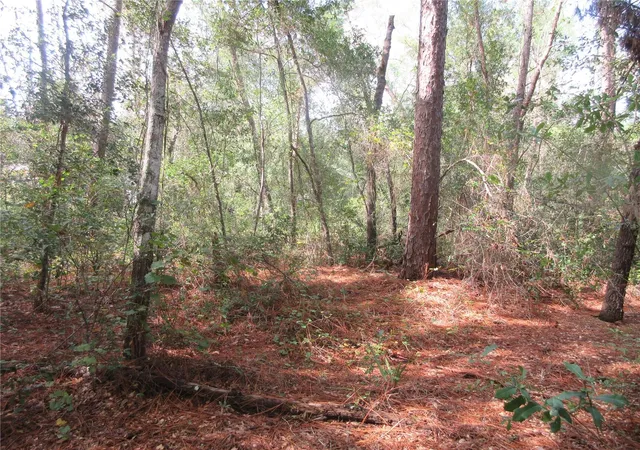 Photo 3 of Land for sale at Ne 171st Court, Silver Springs, FL 34488 | MLS# OM711563 | Listing updated on 2026-07-02