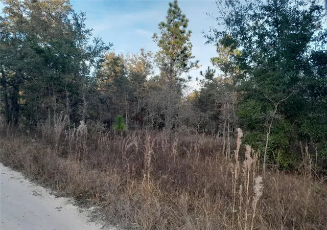 Photo 1 of Land for sale at 1531 Ne 123rd Avenue, Williston, FL 32696 | MLS# OM713879 | Listing updated on 2026-05-16