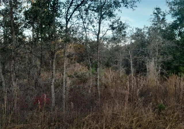 Photo 3 of Land for sale at 1531 Ne 123rd Avenue, Williston, FL 32696 | MLS# OM713879 | Listing updated on 2026-05-16