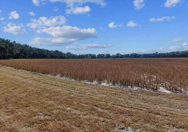 Photo 4 of Land for sale at Tbd NE 150 Street, Trenton, FL 32693 | MLS# OM713886 | Listing updated on 2026-09-06