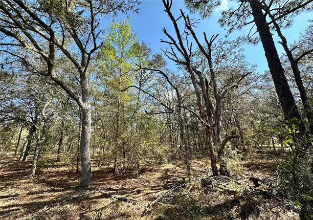 Photo 4 of Land for sale at Tbd NE 68th Place, Bronson, FL 32621 | MLS# OM714955 | Listing updated on 2026-03-27