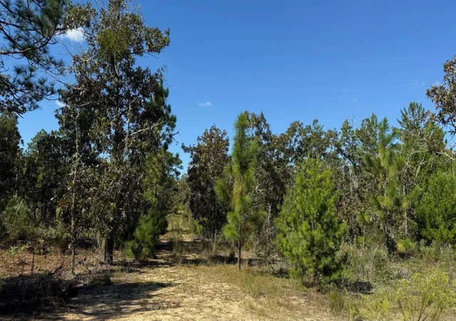 Photo 3 of Land for sale at 118 Linda Ln, Interlachen, FL 32148 | MLS# S5142673 | Listing updated on 2026-10-16