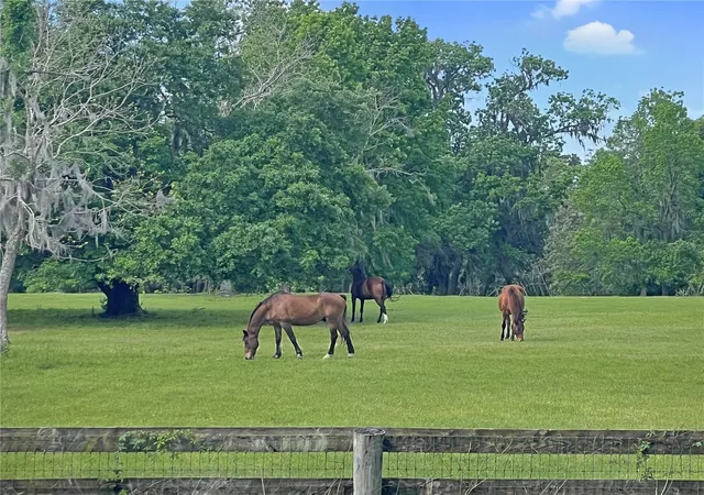 5th image of 5378 W Hwy 329, Reddick, FL 32686 | MLS# OM718585