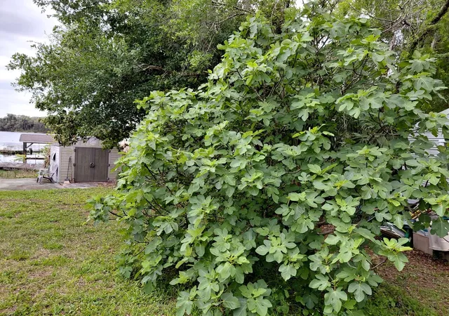 25th image of 2973 Parma Dr, Deltona, FL 32738 | MLS# O6388081