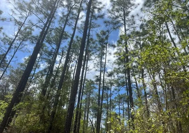 1st image of 181 Whirlwind Loop, Hawthorne, FL 32640 | MLS# GC539337