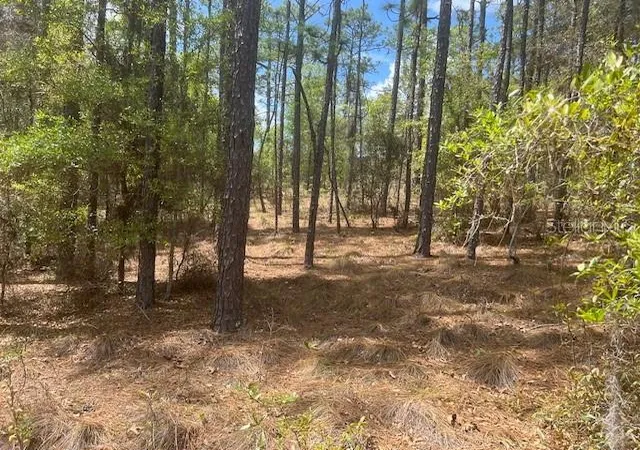 4th image of 181 Whirlwind Loop, Hawthorne, FL 32640 | MLS# GC539337