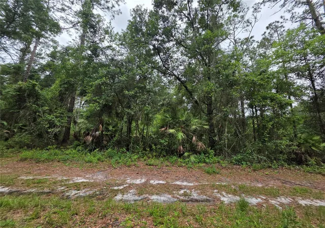 Photo 3 of Land for sale at 00 Ne 66th Court, Citra, FL 32113 | MLS# OM722600 | Listing updated on 2026-06-02