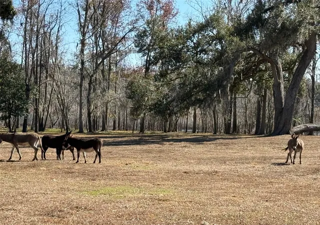 Photo 2 of Land for sale at 37214 Hester Rd, Dade City, FL 33525 | MLS# TB8498014 | Listing updated on 2026-04-16