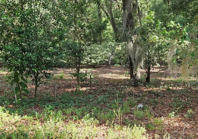 11th image of Burnsed Rd, Pierson, FL 32180 | MLS# R4911216
