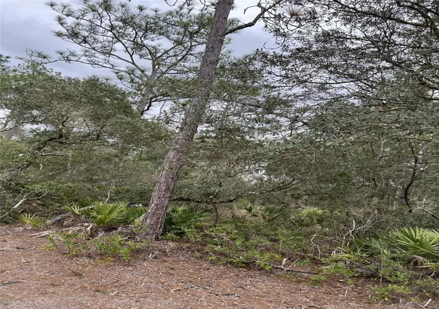 Photo 3 of Land for sale at 0 Ne 144th Court, Fort Mc Coy, FL 32134 | MLS# OM725497 | Listing updated on 2026-06-11
