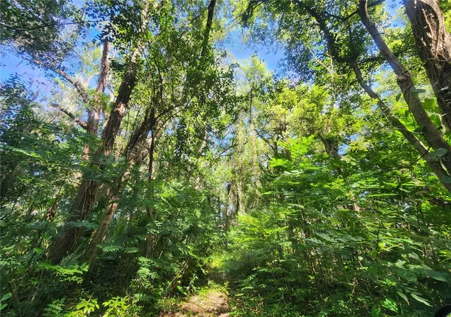 49th image of 1985 Ne 97th Streed Rd, Anthony, FL 32617 | MLS# OM725739
