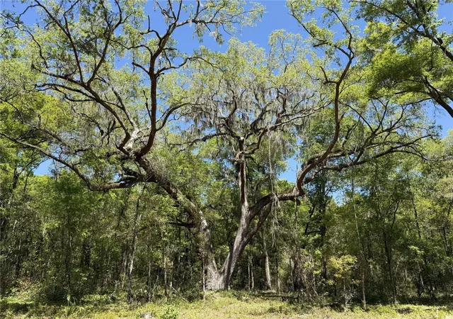4th image of Irvine Acres #5 (13Ac) W Hwy 318, Reddick, FL 32686 | MLS# OM726270